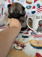 Tcup Lucy, a female Pomeranian for sale in Fort Myers, FL – 6 of 8