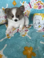 Noah, a male Pomeranian for sale in Fort Myers, FL – 6 of 7