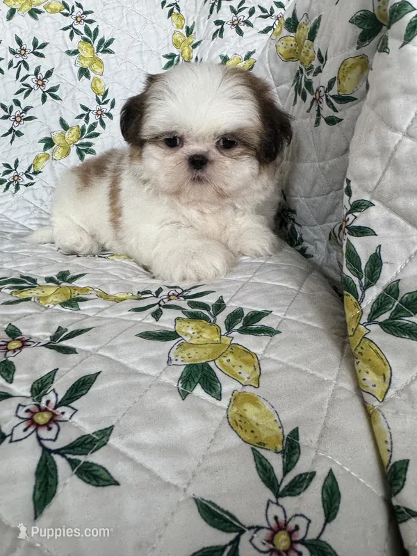 Churro – Shih Tzu puppy for sale in Fort Myers, FL