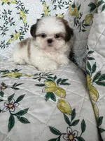Churro, a male Shih Tzu for sale in Fort Myers, FL – 1 of 5