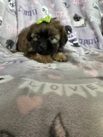 Toffee, a female Maltipoo for sale in Fort Myers, FL – 6 of 7
