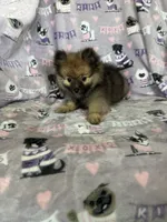Teddy, a male Pomeranian for sale in Fort Myers, FL – 4 of 8