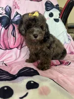 Jewels, a female Poodle - Miniature  for sale in Fort Myers, FL – 8 of 10