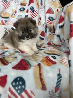 Benny, a male Pomeranian for sale in Fort Myers, FL – 6 of 6