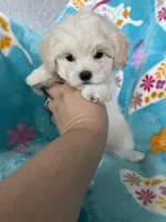 Arlo, a male Maltipoo for sale in Fort Myers, FL – 5 of 7