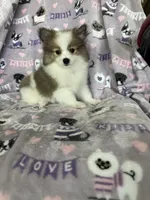 Gus, a male Pomeranian for sale in Fort Myers, FL – 4 of 5