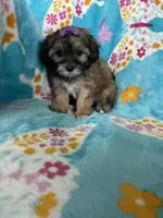 Liberty, a female Maltipoo for sale in Fort Myers, FL – 3 of 8