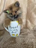 Polenta, a female Pomeranian for sale in Fort Myers, FL – 5 of 5