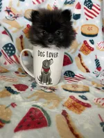 Tcup Milo, a male Pomeranian for sale in Fort Myers, FL – 7 of 9