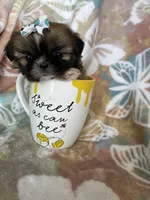 Tiny Cocoa, a female Shih Tzu for sale in Fort Myers, FL – 7 of 10