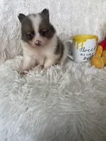 Mojito , a male Pomeranian for sale in Fort Myers, FL – 6 of 6