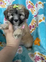 Journey , a female Maltipoo for sale in Fort Myers, FL – 6 of 7
