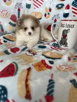 Stella, a female Pomeranian for sale in Fort Myers, FL – 8 of 8