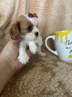 Peaches, a female Cavalier King Charles Spaniel for sale in Fort Myers, FL – 2 of 7