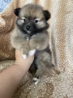 Pecan, a male Pomeranian for sale in Fort Myers, FL – 5 of 7