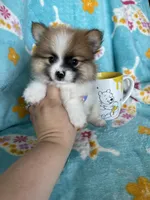 Yoshi, a male Pomeranian for sale in Fort Myers, FL – 8 of 8
