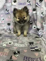 Teddy, a male Pomeranian for sale in Fort Myers, FL – 5 of 8