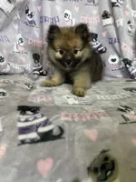 Teddy, a male Pomeranian for sale in Fort Myers, FL – 2 of 8