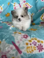 Stanley, a male Pomeranian for sale in Fort Myers, FL – 2 of 5