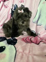 Harlee, a female Poodle - Miniature  for sale in Fort Myers, FL – 6 of 9