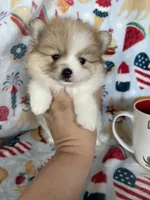 Juno, a male Pomeranian for sale in Fort Myers, FL – 7 of 8