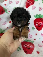 Compton, a male Miniature Aussiedoodle for sale in Fort Myers, FL – Photo 4 of 7