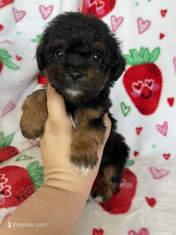 Compton – Miniature Aussiedoodle puppy for sale in Fort Myers, FL