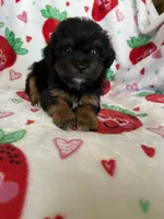 Compton, a male Miniature Aussiedoodle for sale in Fort Myers, FL – Photo 2 of 7