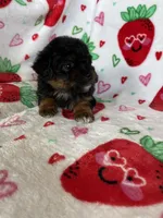 Compton, a male Miniature Aussiedoodle for sale in Fort Myers, FL – Photo 7 of 7