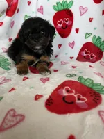 Compton, a male Miniature Aussiedoodle for sale in Fort Myers, FL – Photo 6 of 7
