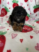 Compton, a male Miniature Aussiedoodle for sale in Fort Myers, FL – Photo 3 of 7