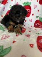 Compton, a male Miniature Aussiedoodle for sale in Fort Myers, FL – Photo 5 of 7