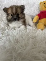 Manhattan , a female Pomeranian for sale in Fort Myers, FL – 2 of 8