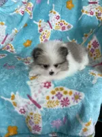 Stanley, a male Pomeranian for sale in Fort Myers, FL – 5 of 8