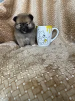 Pecan, a male Pomeranian for sale in Fort Myers, FL – 3 of 7