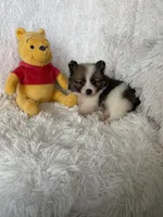 Tom Collins, a male Pomeranian for sale in Fort Myers, FL – 4 of 7