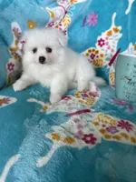 Truly, a female Pomeranian for sale in Fort Myers, FL – 3 of 6
