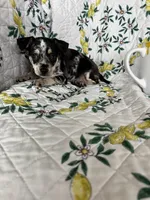 Cosmo, a male Chihuahua for sale in Fort Myers, FL – 5 of 6