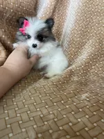 Tiny Pumpkin , a female Pomeranian for sale in Fort Myers, FL – 4 of 7