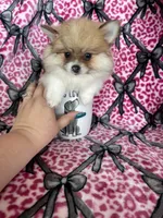 Chai, a female Pomeranian for sale in Fort Myers, FL – 4 of 8