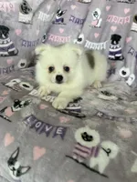 Truly, a female Pomeranian for sale in Fort Myers, FL – 3 of 5