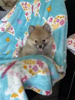 Frankie, a male Pomeranian for sale in Fort Myers, FL – 3 of 8