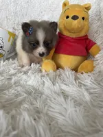 Mai tai, a female Pomeranian for sale in Fort Myers, FL – 4 of 7