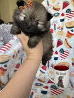 Tcup Lucy, a female Pomeranian for sale in Fort Myers, FL – 4 of 8