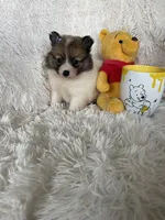 Midori Sour, a female Pomeranian for sale in Fort Myers, FL – 7 of 7