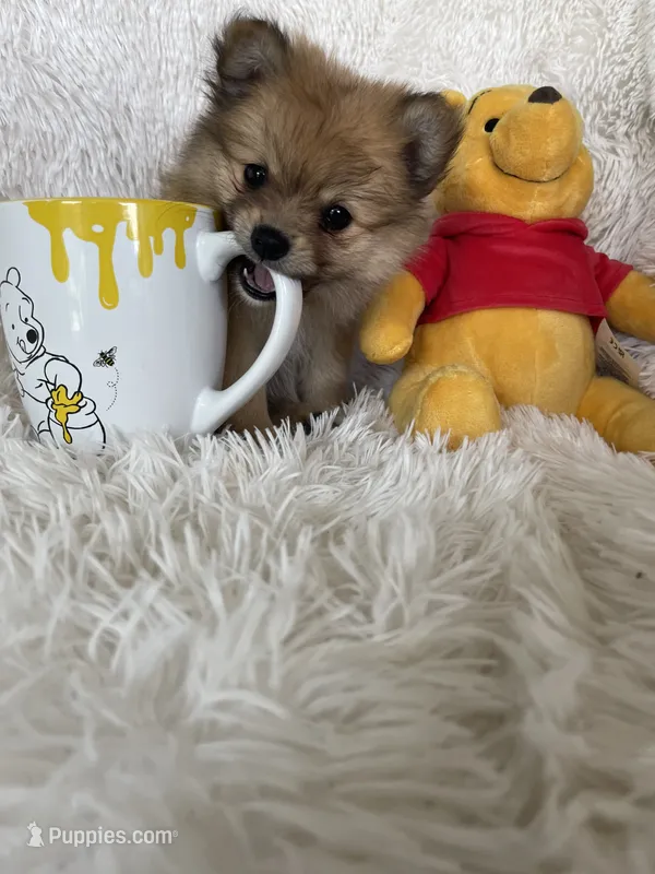 Paloma – Pomeranian puppy for sale in Fort Myers, FL