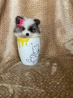 Tiny Pumpkin , a female Pomeranian for sale in Fort Myers, FL – 3 of 7