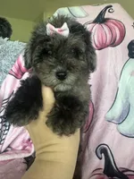 Harlee, a female Poodle - Miniature  for sale in Fort Myers, FL – 7 of 9