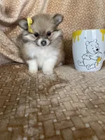 Papaya, a female Pomeranian for sale in Fort Myers, FL – 4 of 7
