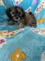 Liberty, a female Maltipoo for sale in Fort Myers, FL – 7 of 8